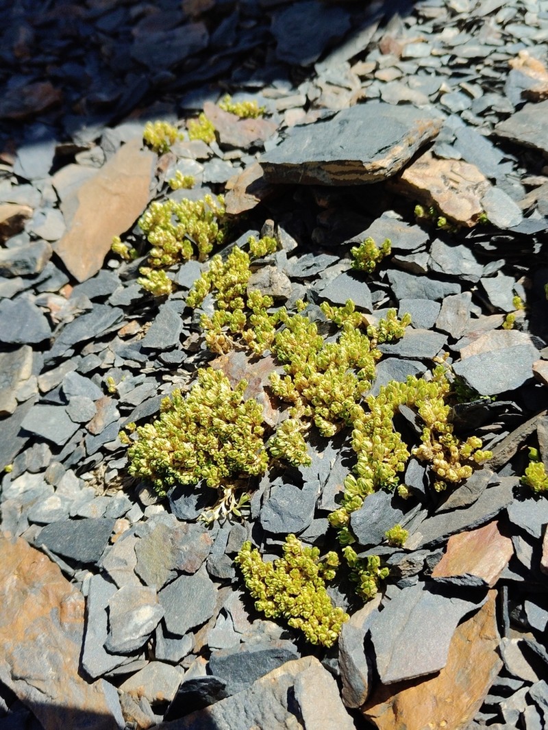 Arenaria boliviana photo 2