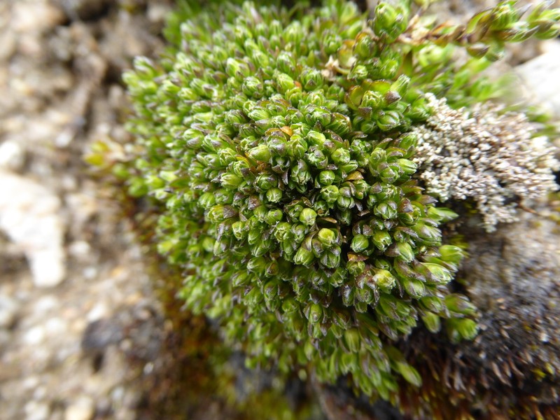 Arenaria boliviana photo 3