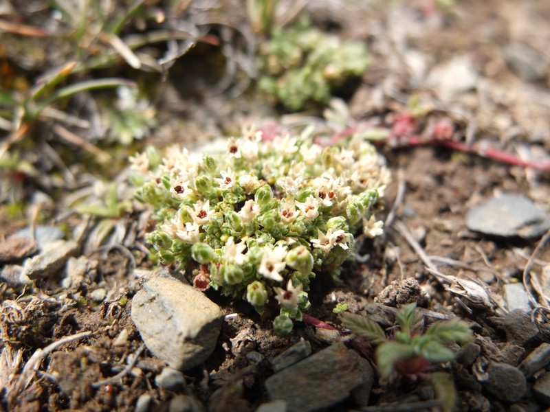 Arenaria boliviana photo 4