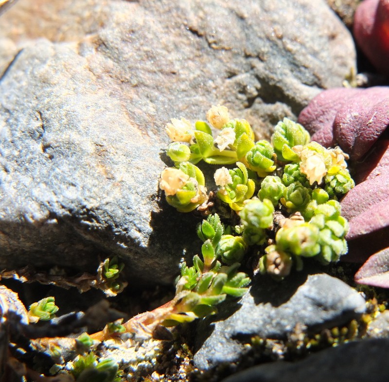 Arenaria boliviana photo 5