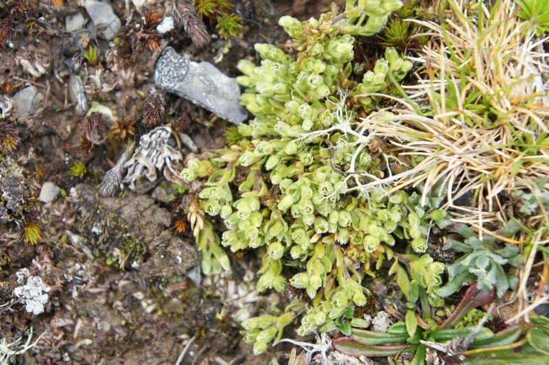 Arenaria boliviana photo 6