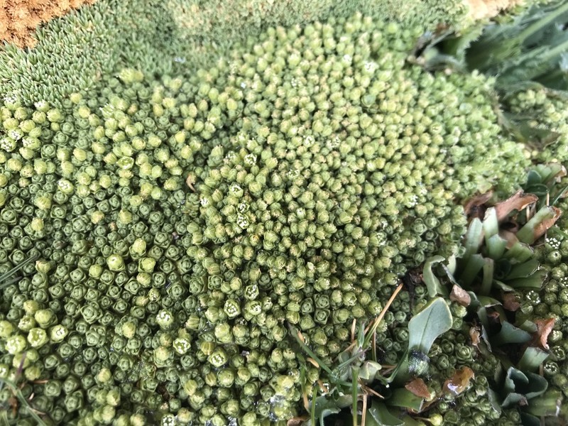 Arenaria boliviana photo 7