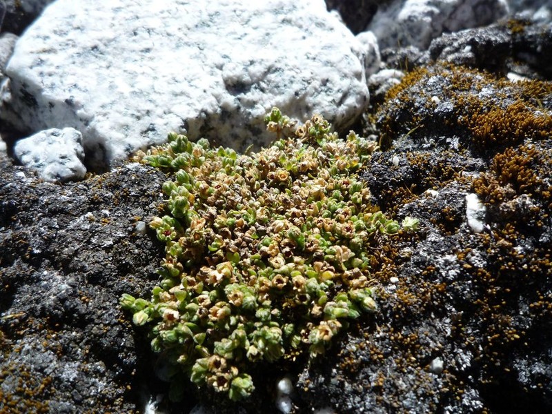 Arenaria boliviana photo 8