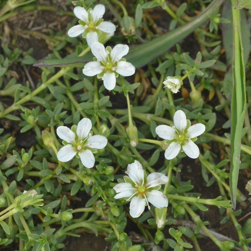 Arenaria bourgaei
