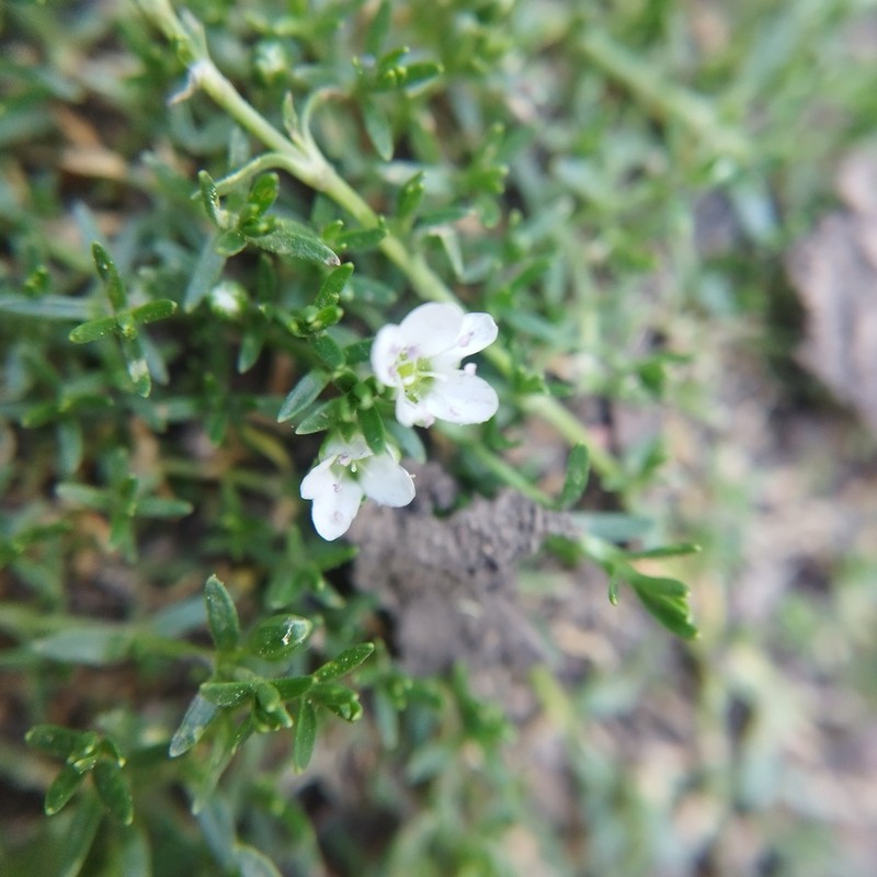 Arenaria bourgaei photo 2