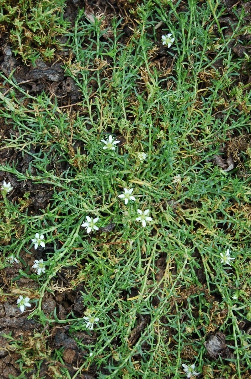 Arenaria bourgaei photo 3