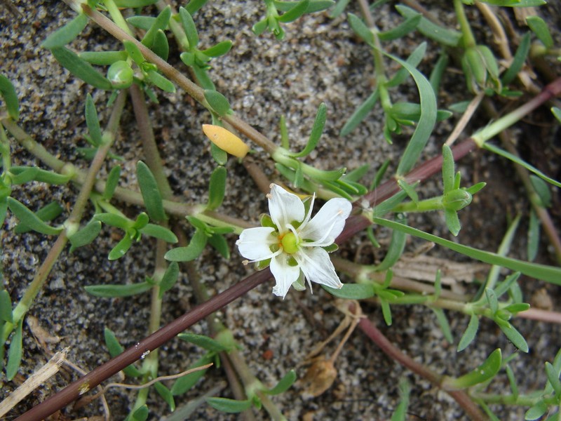 Arenaria bourgaei photo 4