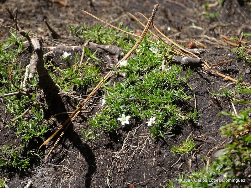Arenaria bourgaei photo 5