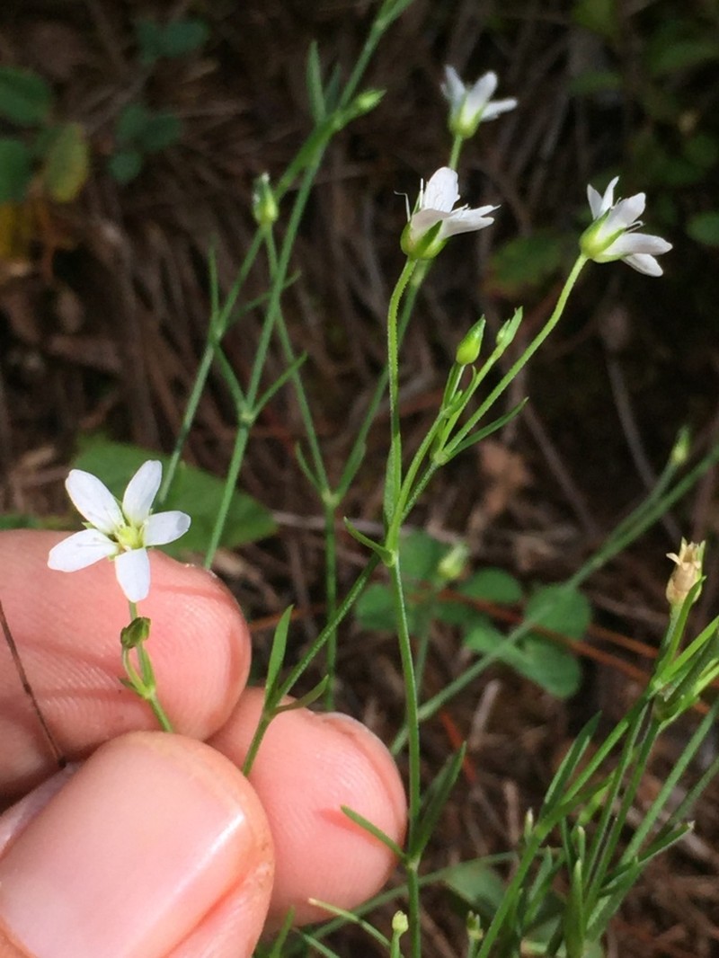 Arenaria bourgaei photo 6