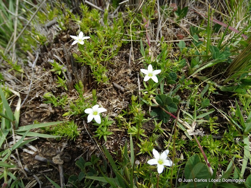 Arenaria bourgaei photo 7