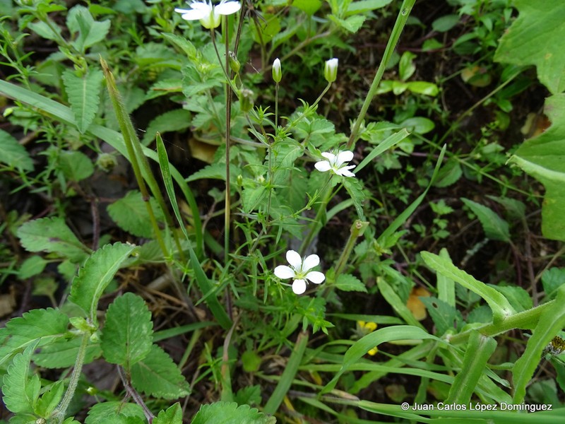Arenaria bourgaei photo 8