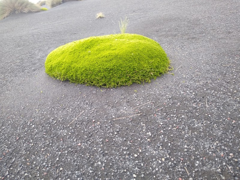 Arenaria bryoides photo 2