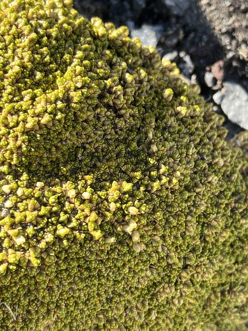 Arenaria bryoides photo 4