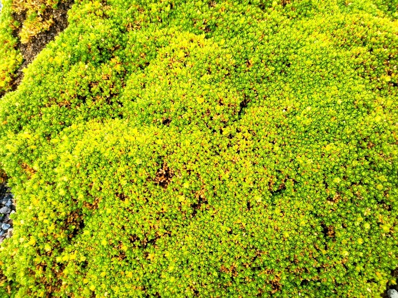 Arenaria bryoides photo 5