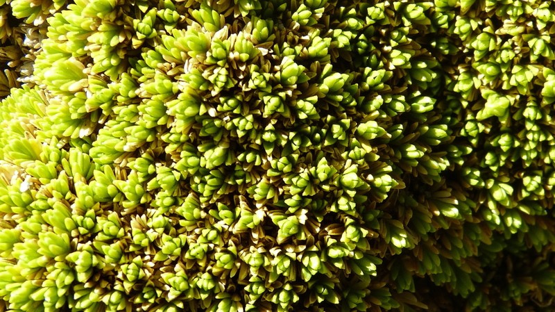 Arenaria bryoides photo 6