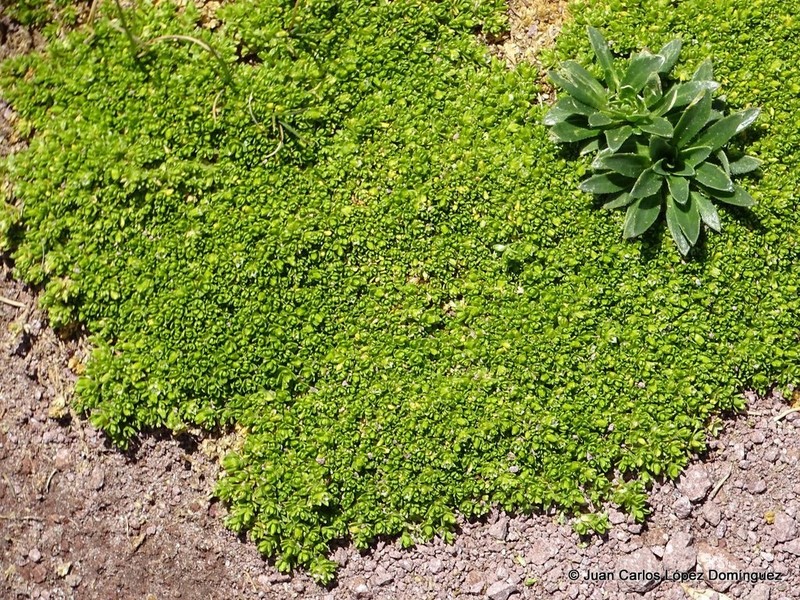 Arenaria bryoides photo 7