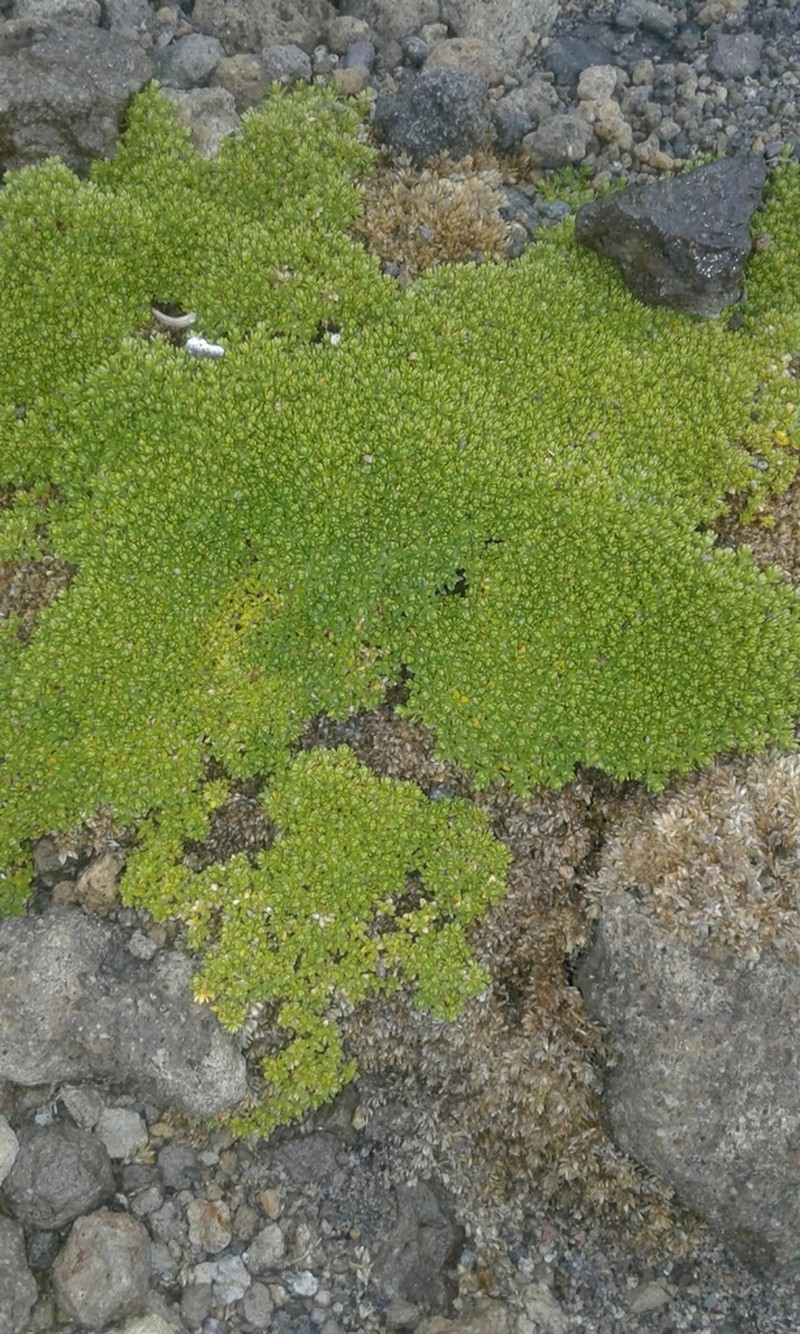 Arenaria bryoides photo 8