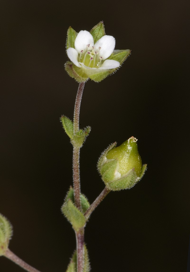 Arenaria cassia
