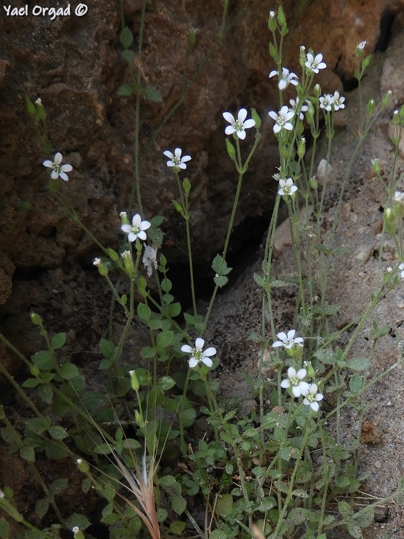 Arenaria cassia photo 2