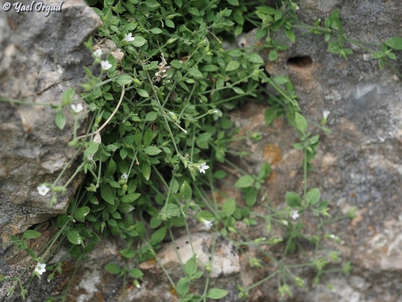 Arenaria cassia photo 3