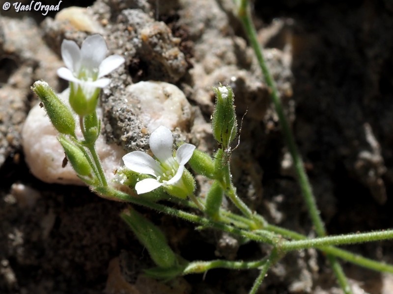 Arenaria cassia photo 4