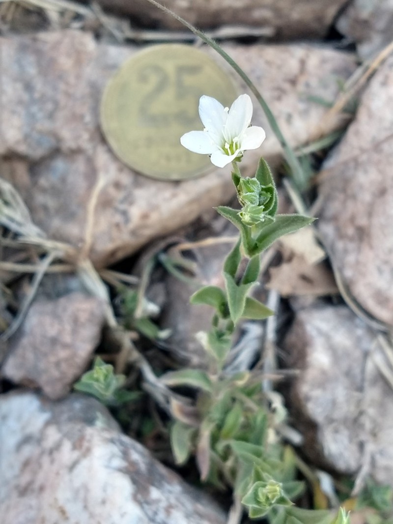 Arenaria catamarcensis