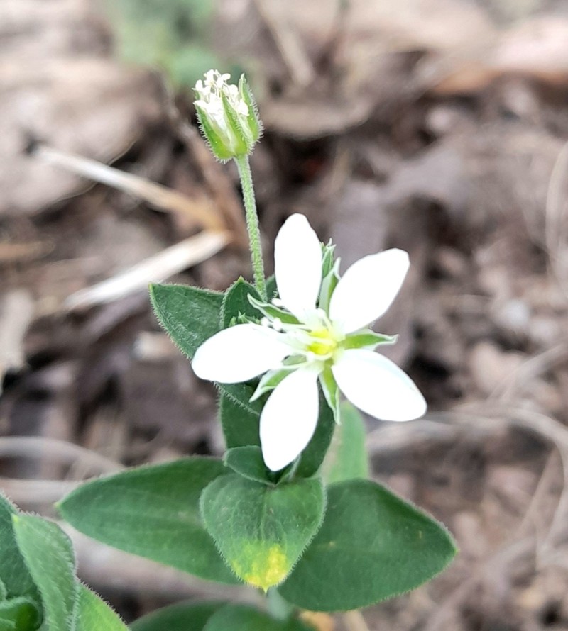 Arenaria catamarcensis photo 2