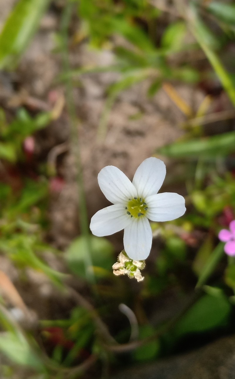 Arenaria cerastioides