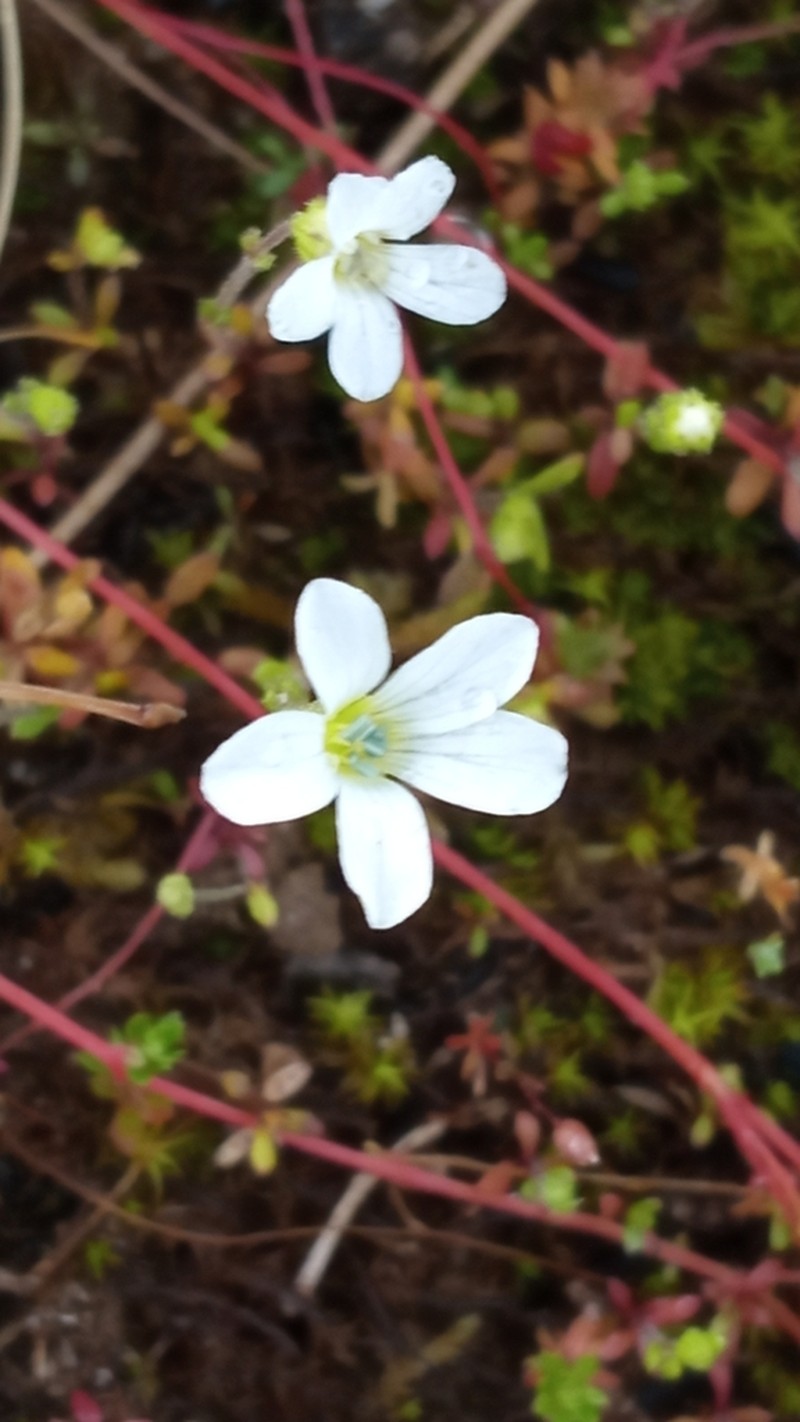 Arenaria cerastioides photo 2