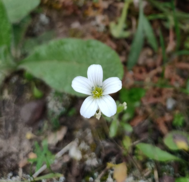 Arenaria cerastioides photo 3