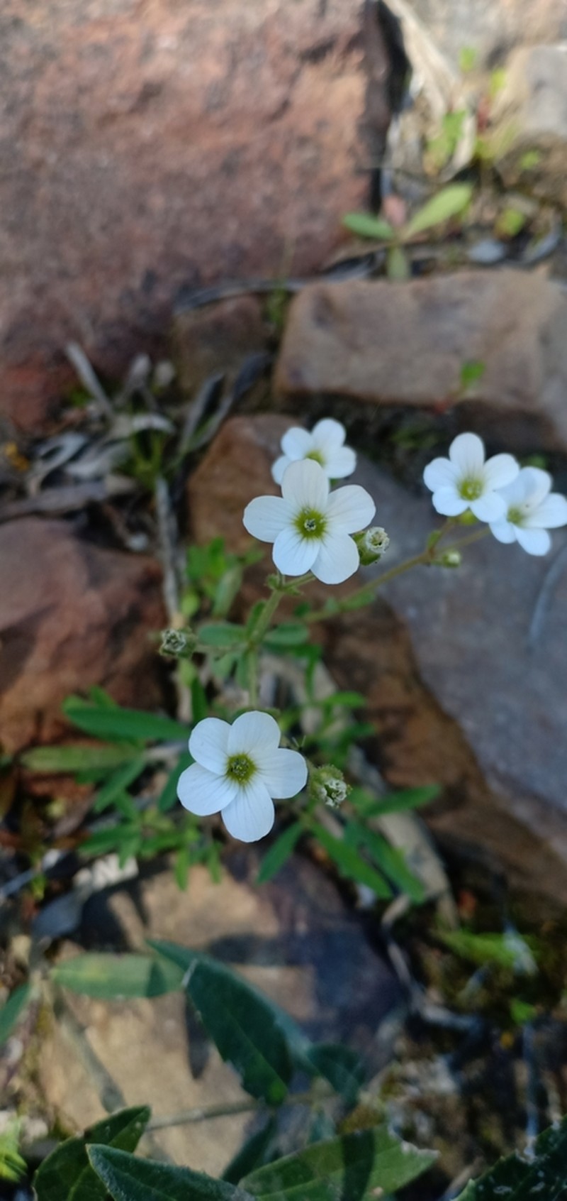 Arenaria cerastioides photo 4