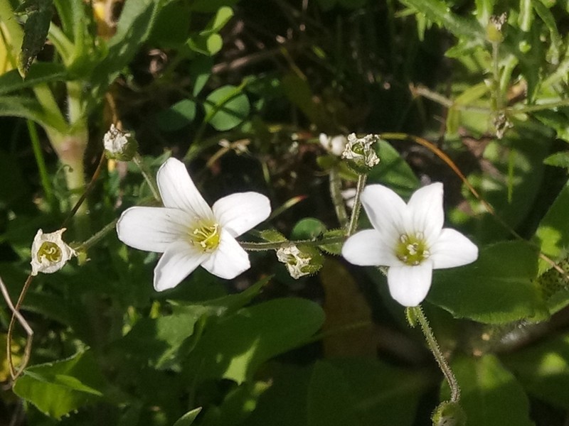 Arenaria cerastioides photo 5