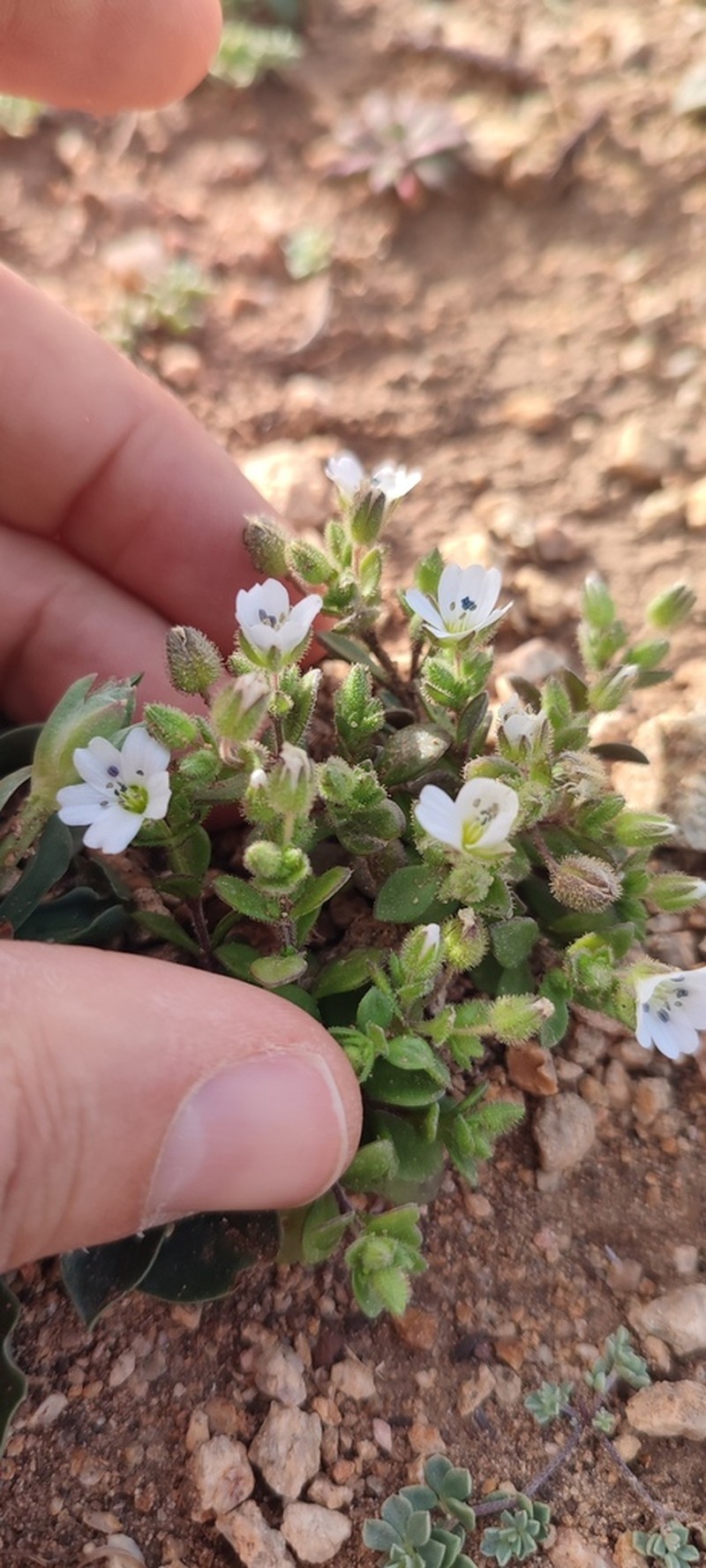 Arenaria cerastioides photo 6