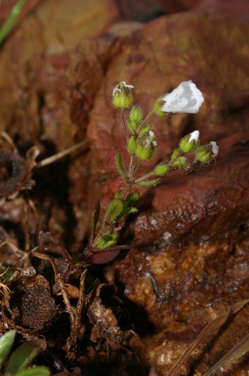 Arenaria cerastioides photo 7