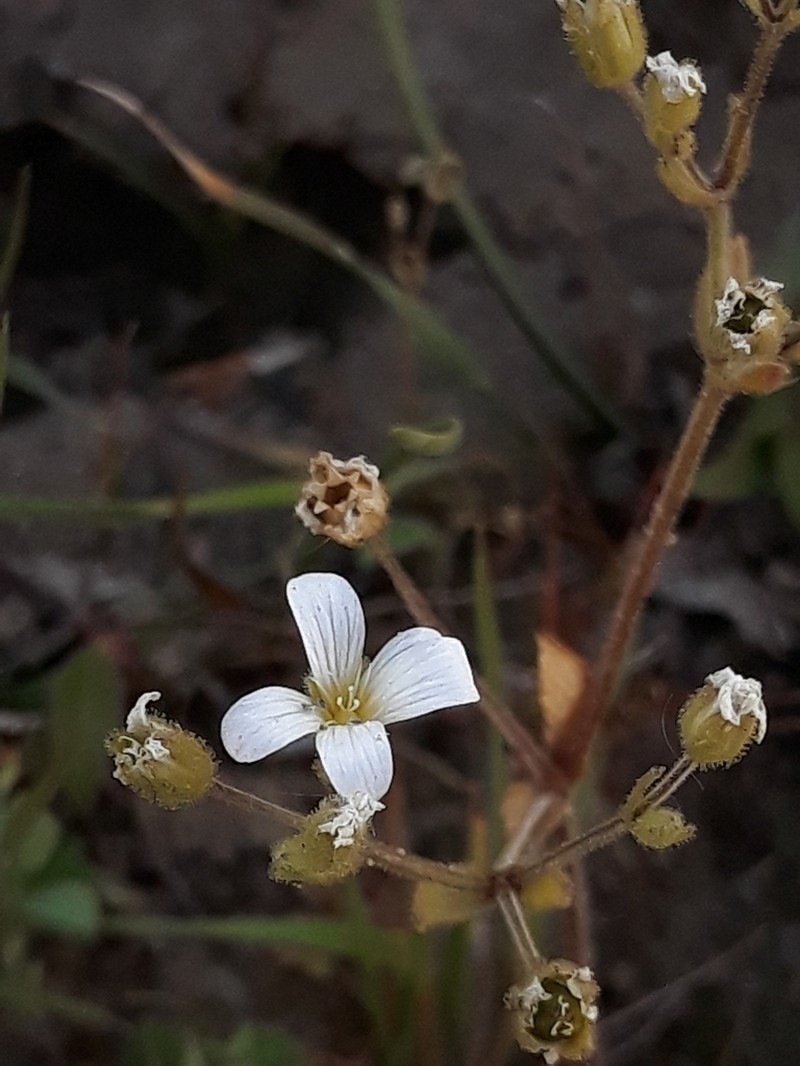 Arenaria cerastioides photo 8