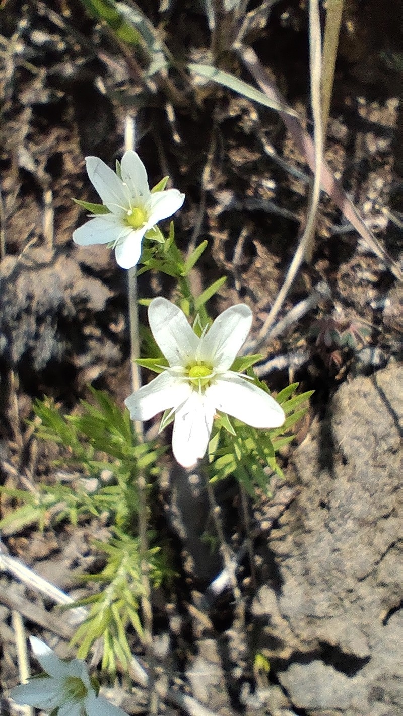 Arenaria chiapensis