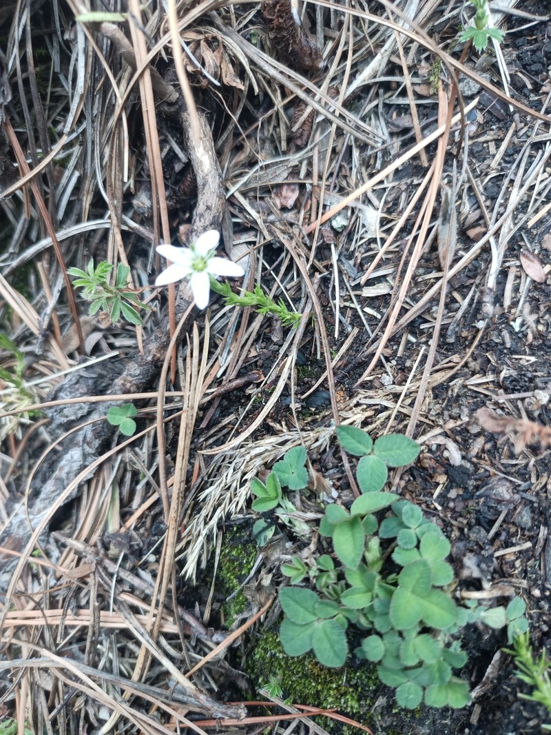 Arenaria chiapensis photo 2