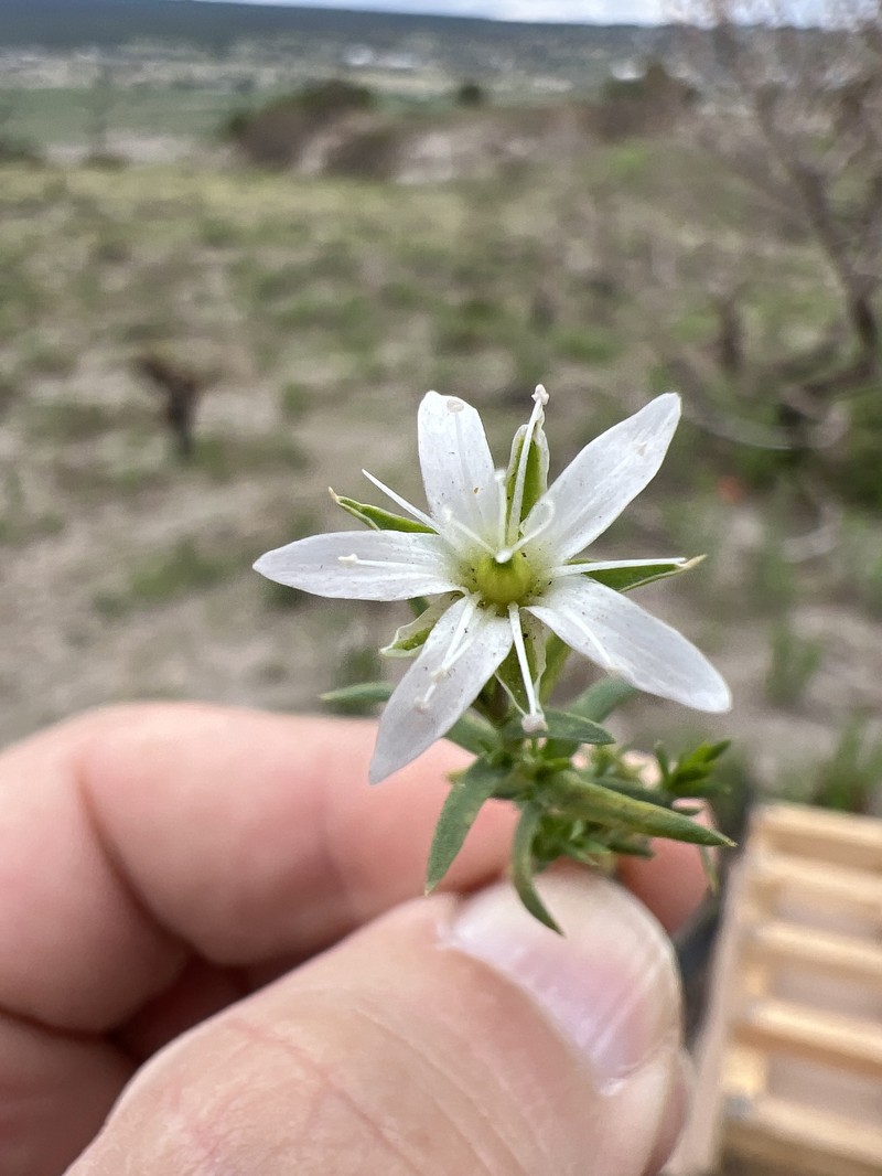 Arenaria chiapensis photo 3