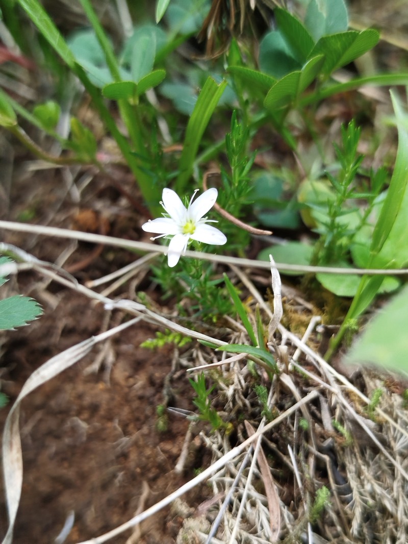 Arenaria chiapensis photo 4