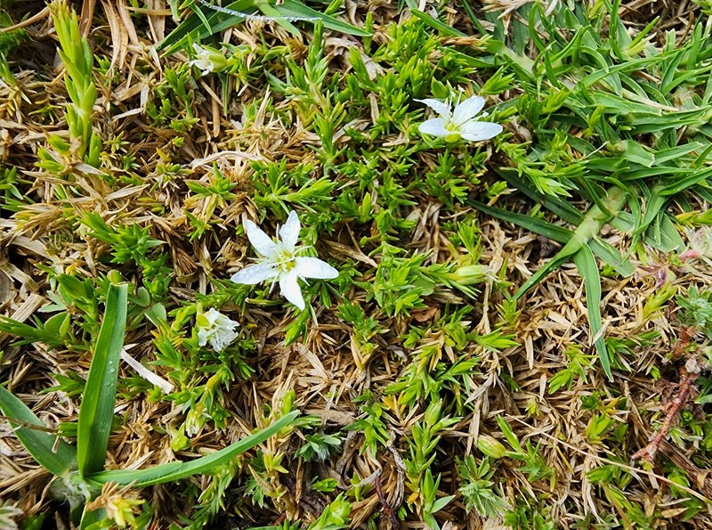 Arenaria chiapensis photo 6
