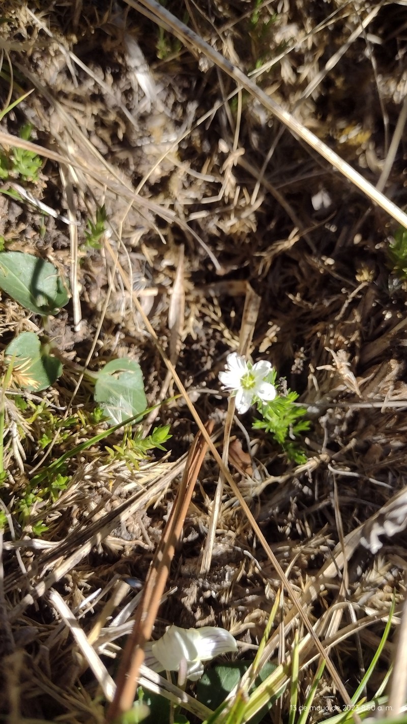 Arenaria chiapensis photo 7