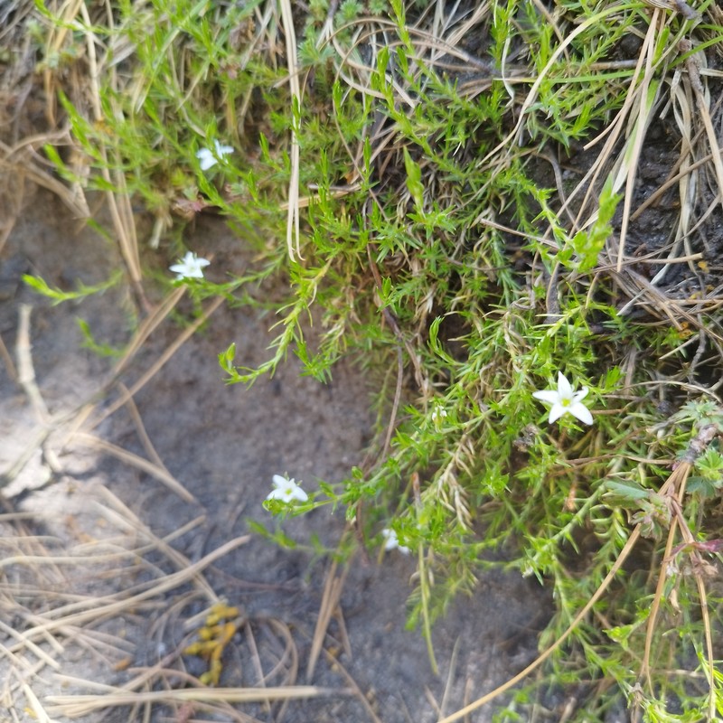 Arenaria chiapensis photo 8