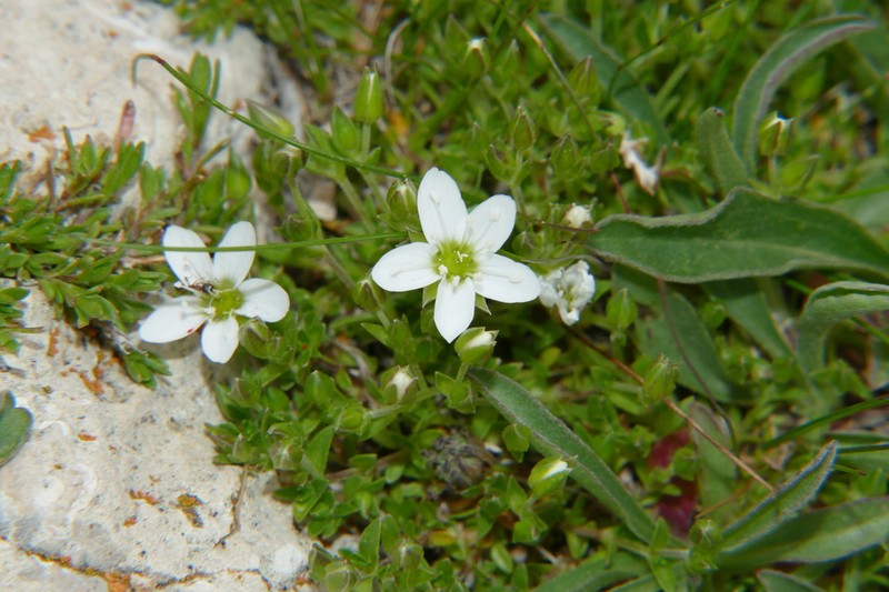 Arenaria ciliata photo 2