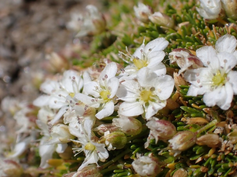 Arenaria ciliata photo 3