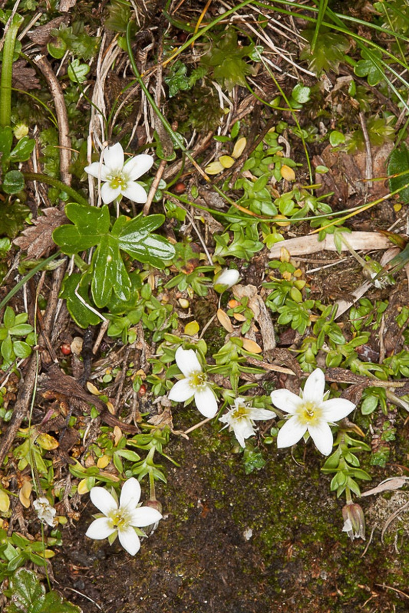 Arenaria ciliata photo 4