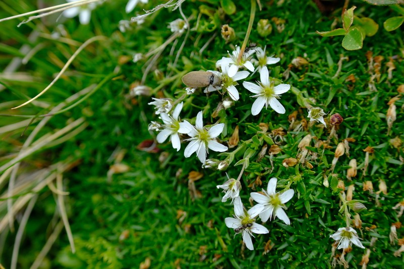 Arenaria ciliata photo 5