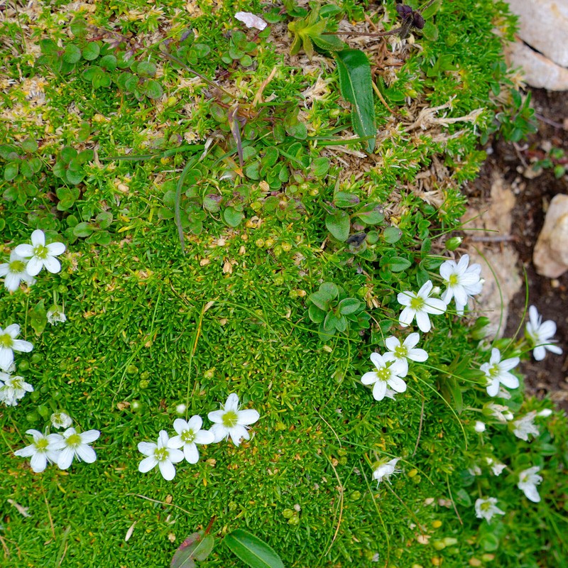 Arenaria ciliata photo 6