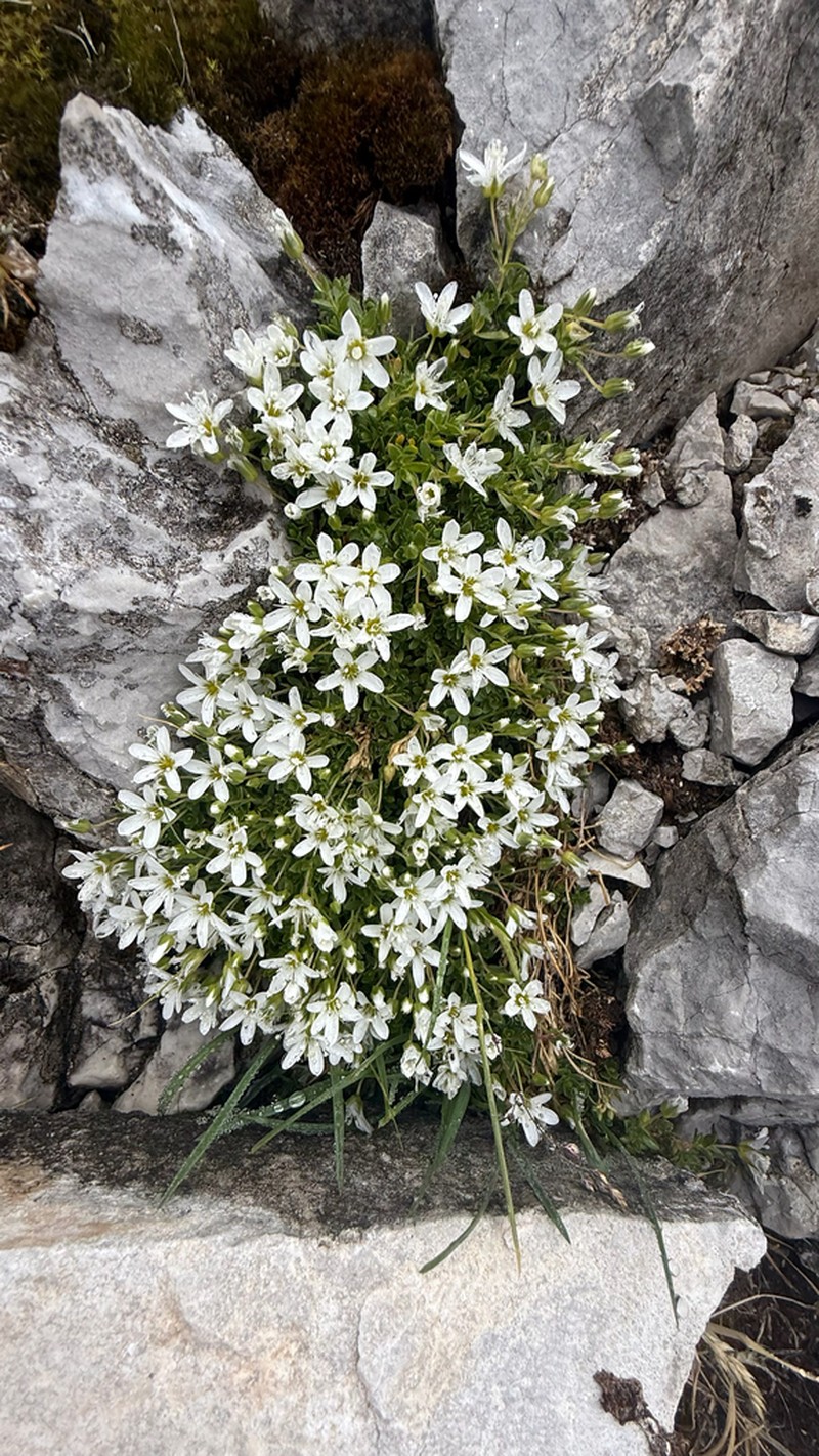 Arenaria ciliata photo 7
