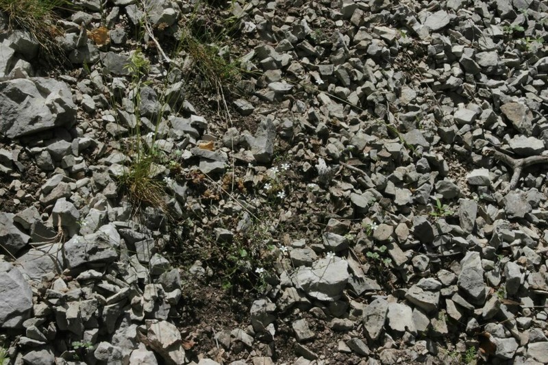 Arenaria cinerea