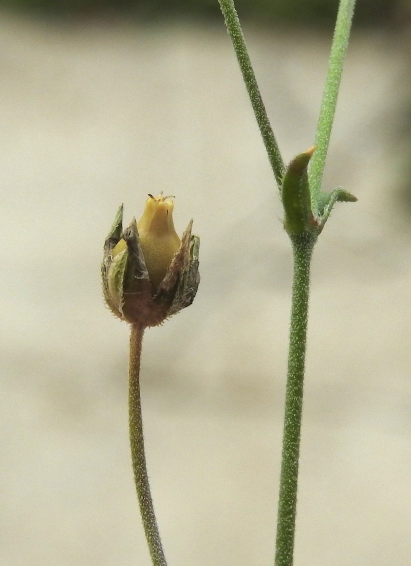 Arenaria cinerea photo 2